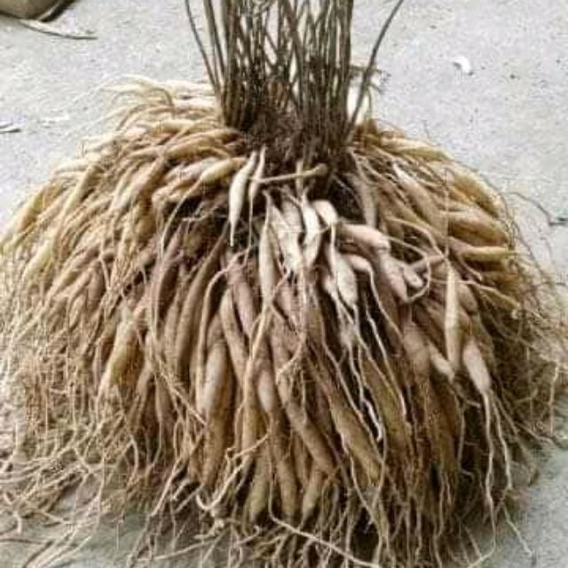 Cây Giống Thiên Môn Đông