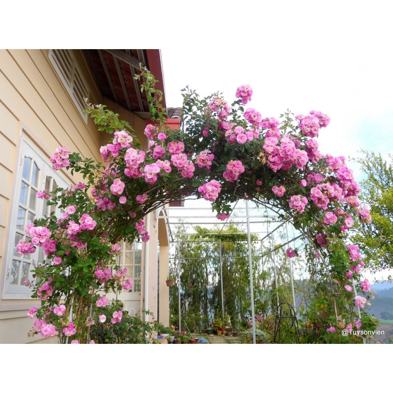 cây giống hoa hồng leo pháp thuần chủng giá rẻ