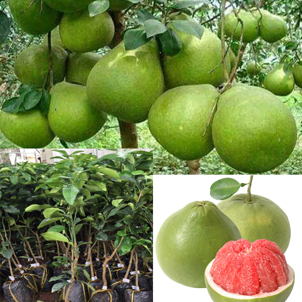 COMBO 4 BUOI RUBY THÁI CHỈ 199K HÀNG F1 ĐẸP