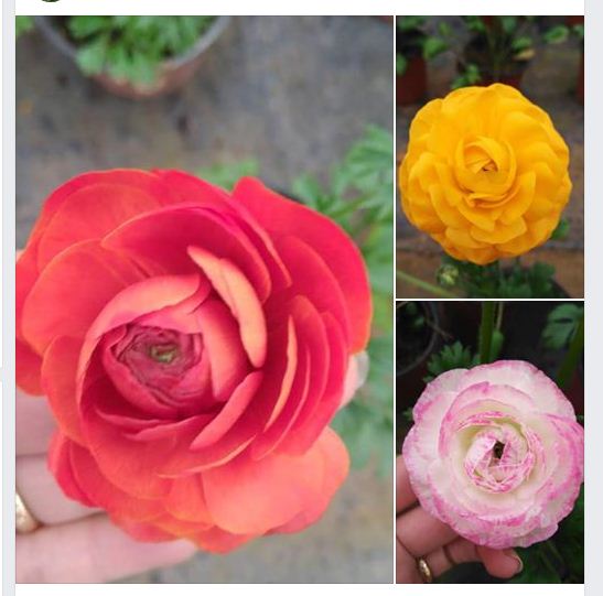 Combo 5 củ giống hoa mao lương mix màu - ( kèm 5 viên nén xơ dừa ươm củ )