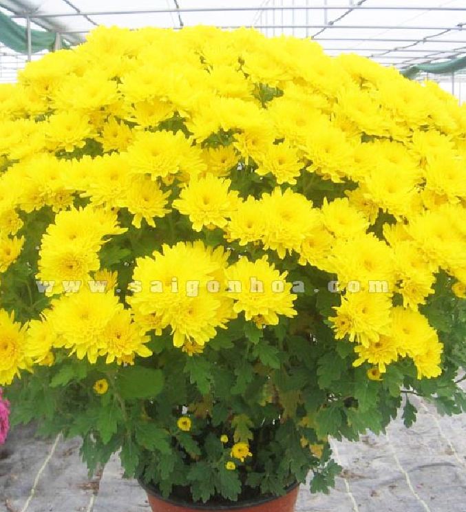 Combo 3 gói hạt giống hoa cúc đại đóa vàng