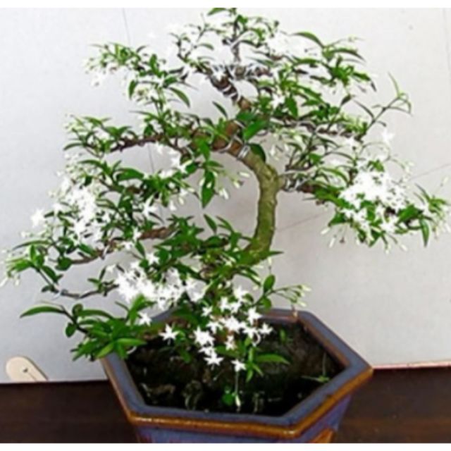 MAI CHIẾU THỦY - MAY MẮN - BỀN VỮNG