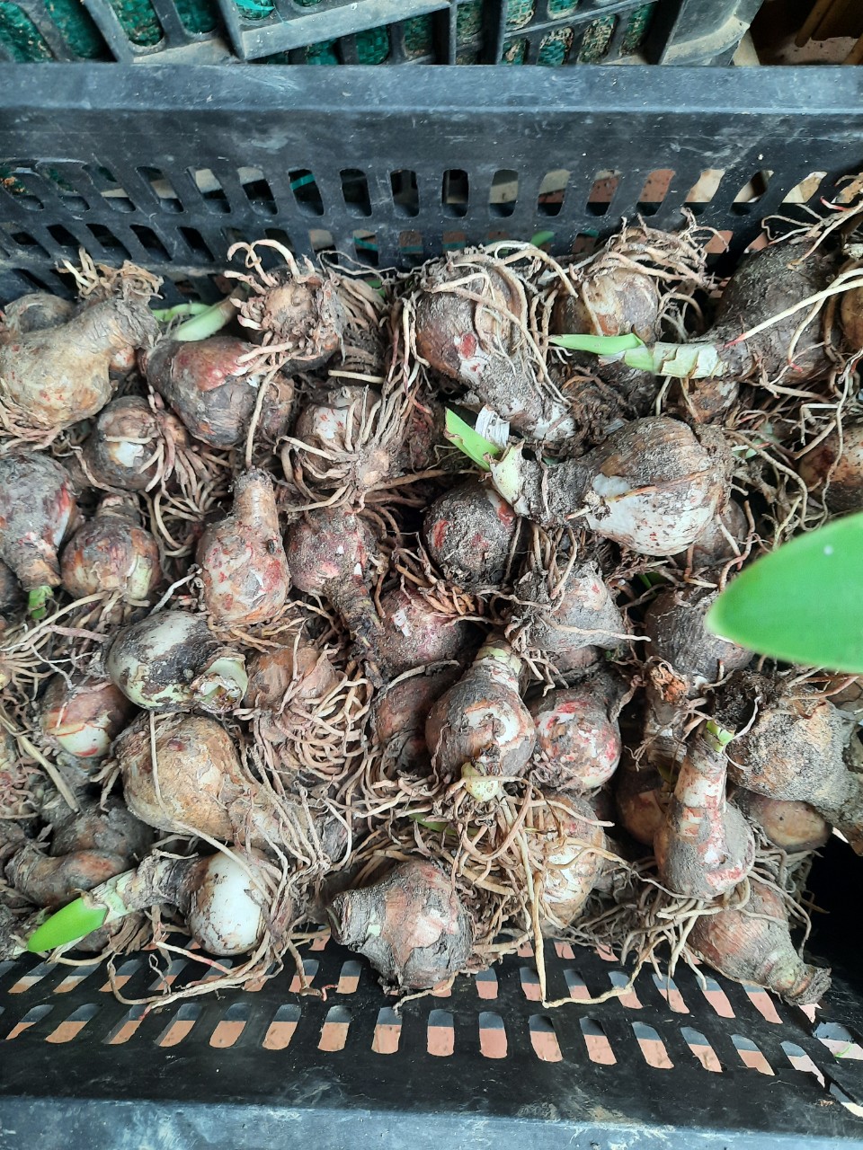5 củ lan huệ kép đủ màu