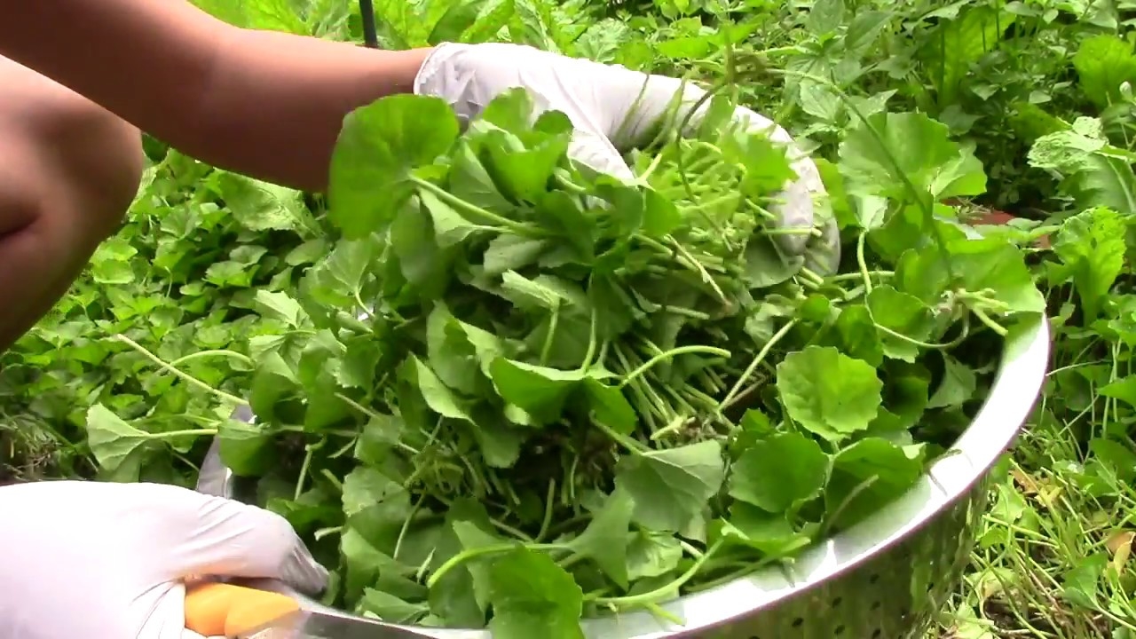 HẠT GIỐNG RAU MÁ DỄ TRỒNG DỄ CHĂM