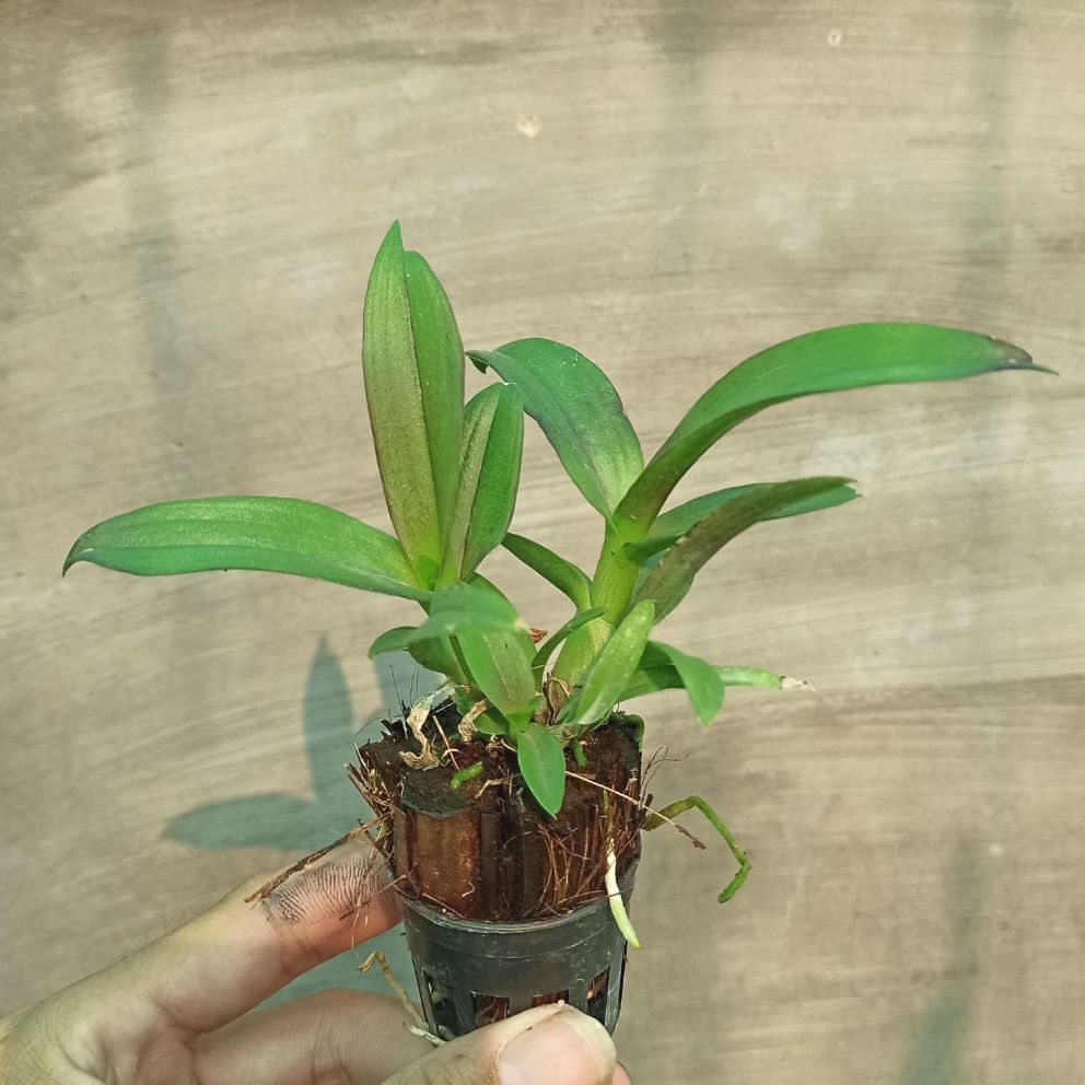 [HCM]Lan giống Dendro Yaya Mini Cực đẹp