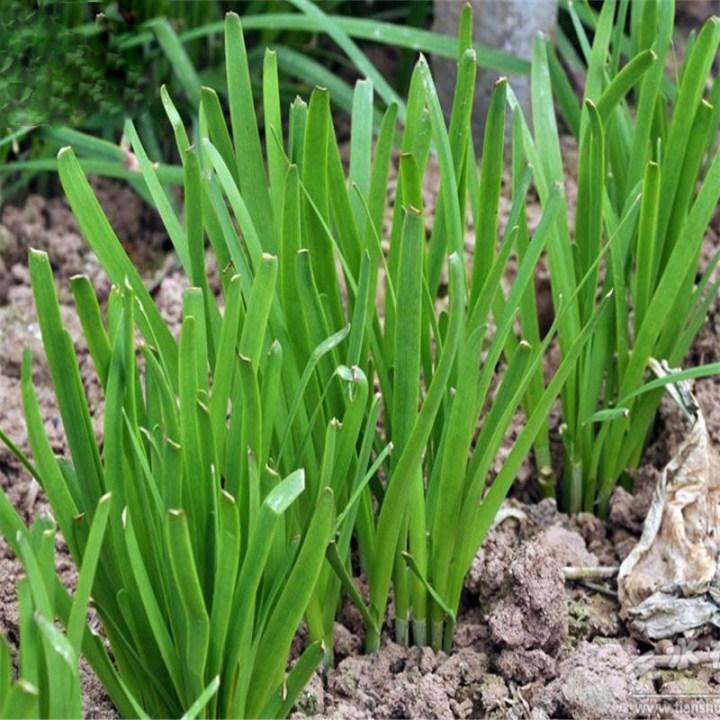 Gói 300 hạt giống rau hẹ