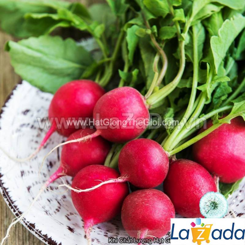 1Gr Hạt Giống Củ Cải Đỏ USA (A1.104| B31*W64*M021)