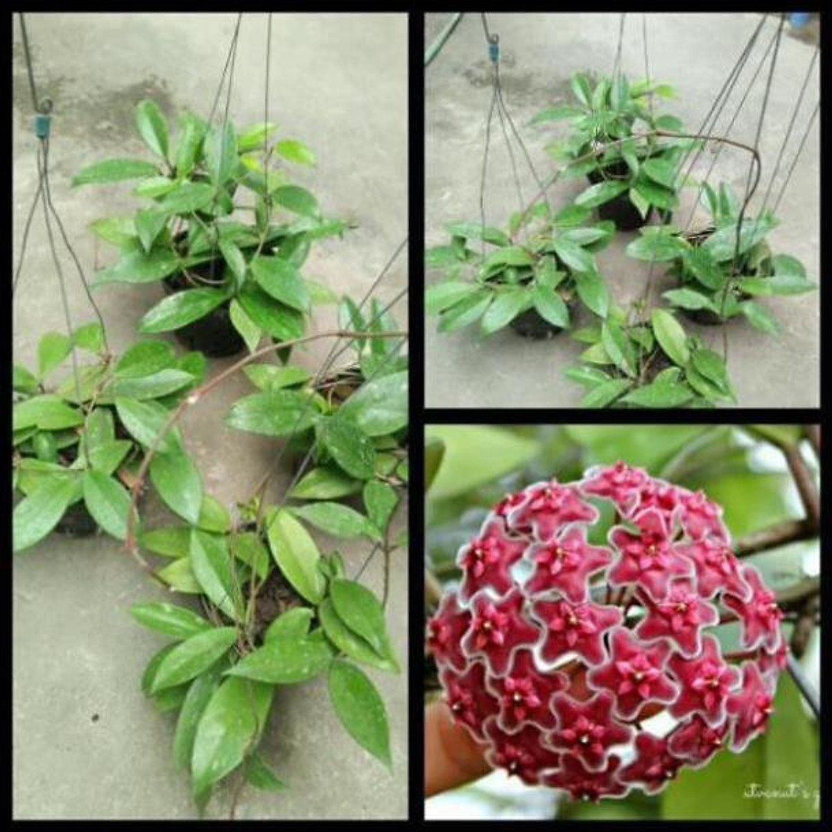 hoa lan cẩm cù hoa đỏ 60k/ 1 chậu