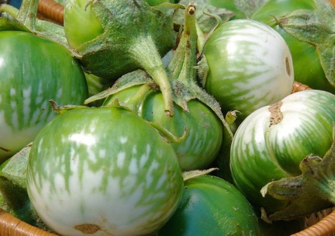 Hạt giống cà dĩa (cà bát) da xanh