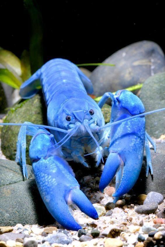 Combo 5 thức ăn tôm tép cảnh Crawfish