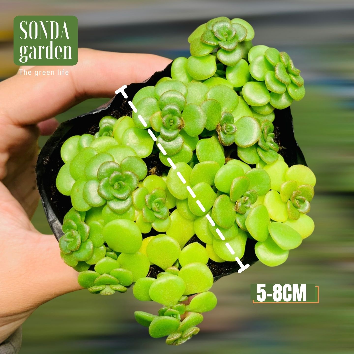 SEN ĐÁ SEDUM VẢY CÁ SIZE BÉ, LỖI 1 ĐỔI 1