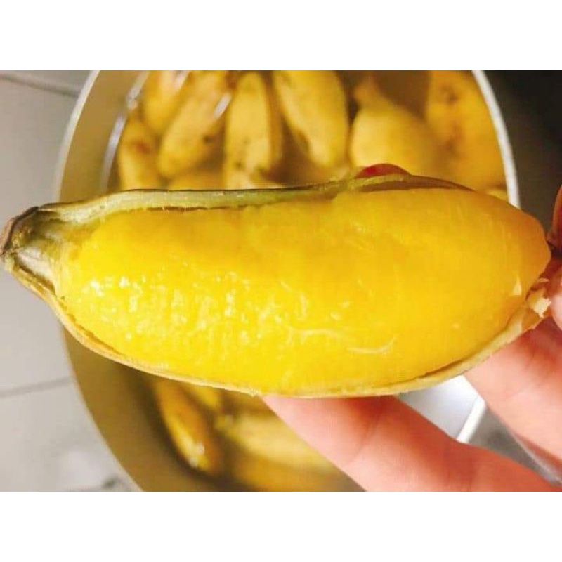 CÂY GIỐNG CHUỐI SÁP NGHỆ SIÊU SỚM (8 THÁNG CHO TRÁI,) (cây giống bảo hành )