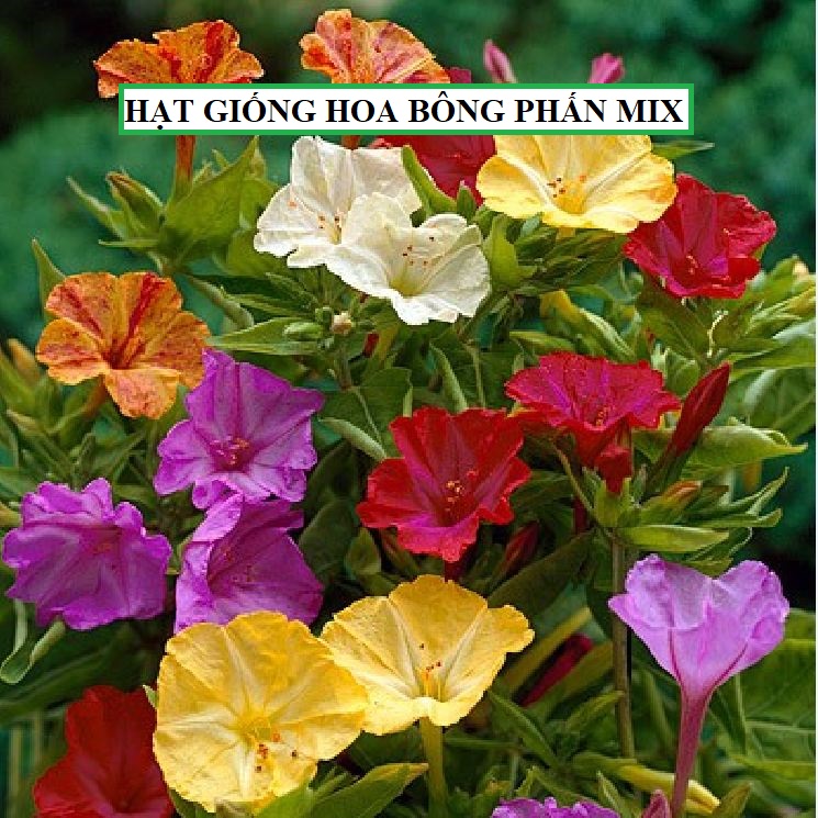 Hạt giống hoa bông phấn mix Nhiều màu - 10 hạt