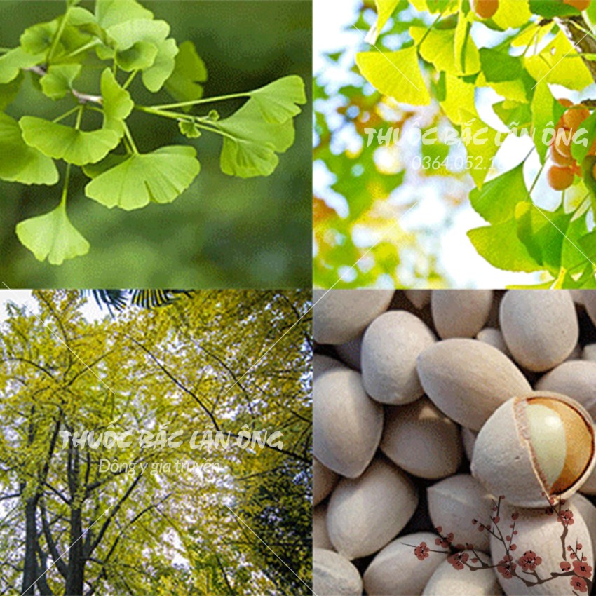 Dried Ginkgo Nuts 100g, Large, Clean Seeds, Ingredients for Making Sweet Soup, Steaming Bird's Nest, Stewing Chicken, Helps Improve Health