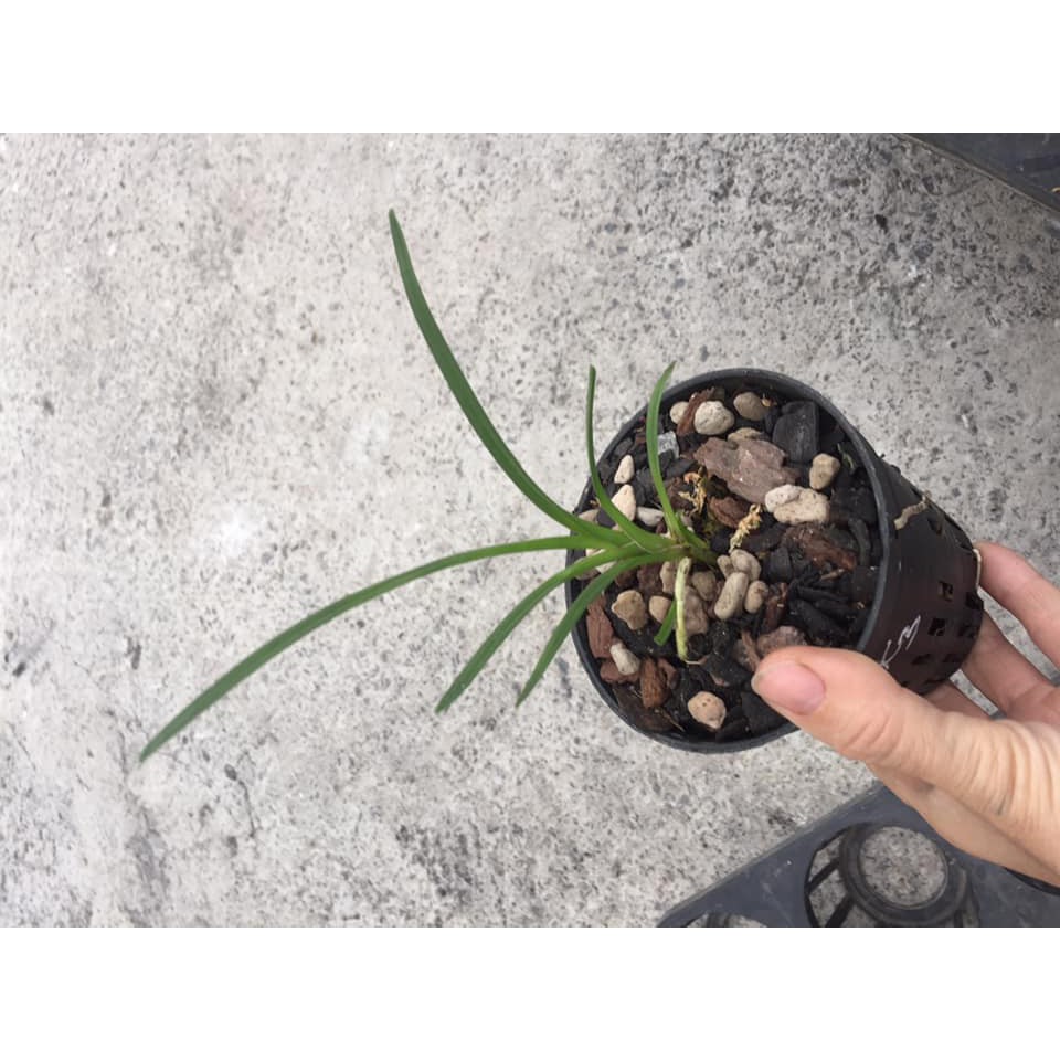 Cây giống lan kiếm xanh Huế gieo hạt