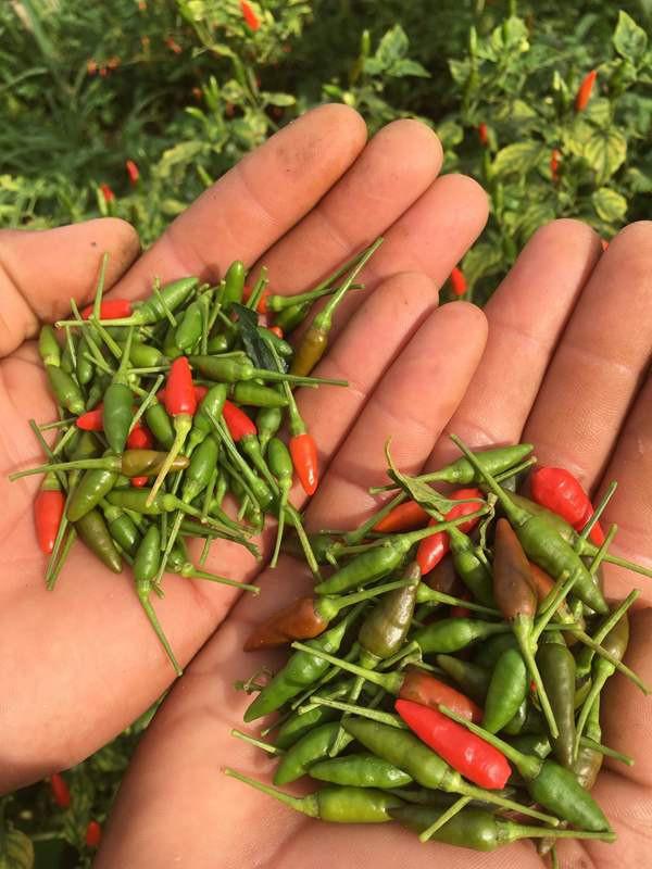 Gói 0.4g hạt giống ớt xiêm