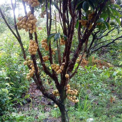 Cây giống bòn bon, cây dâu da đất