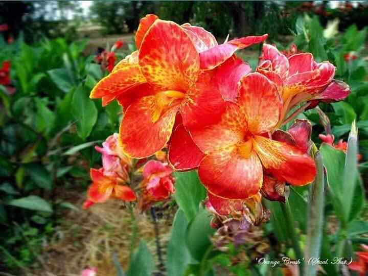 cây giống hoa chuối cảnh thái lan