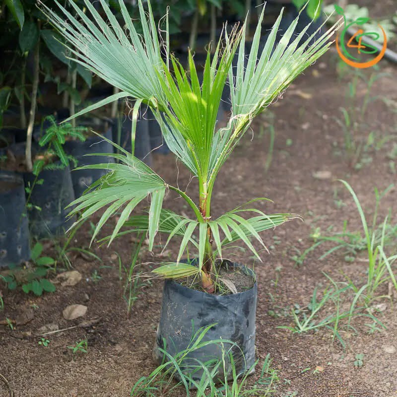cây giống Cọ Chỉ (cọ Mỹ)