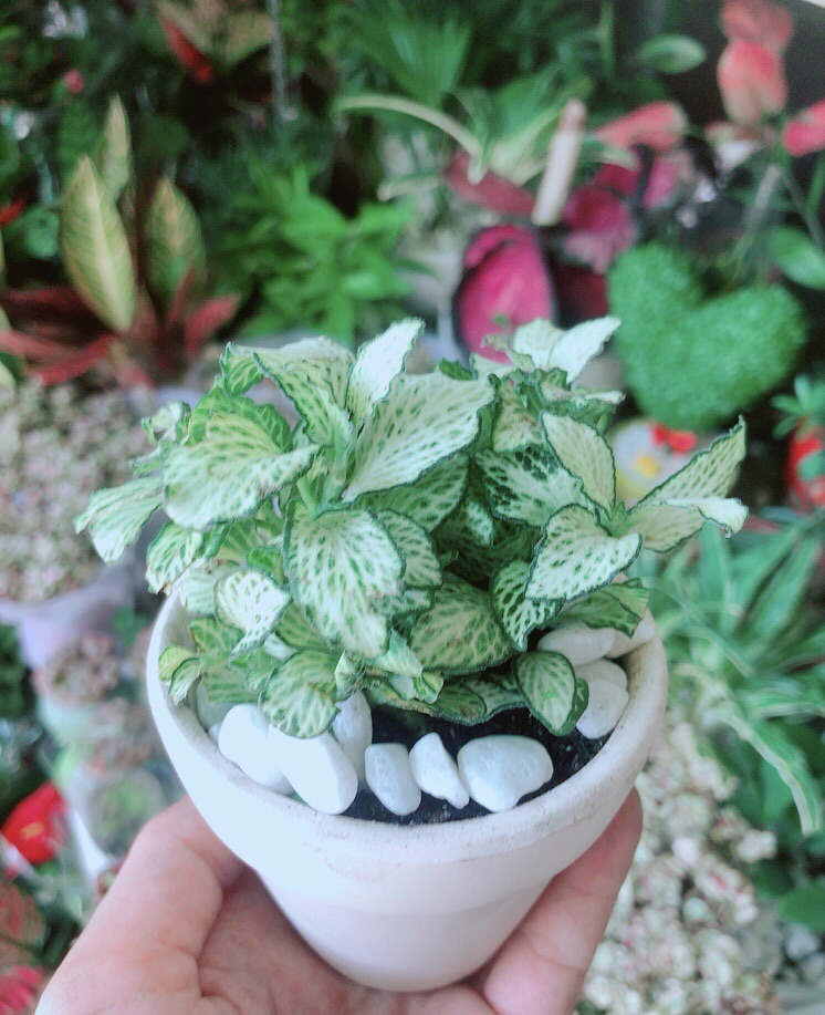 Chậu Cây Cẩm Nhung Xanh (cây may mắn)