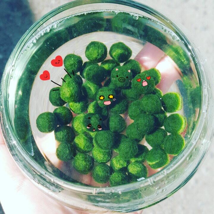 Lọ Marimo nghiêng lớn chủ đề đôi thiên nga trắng