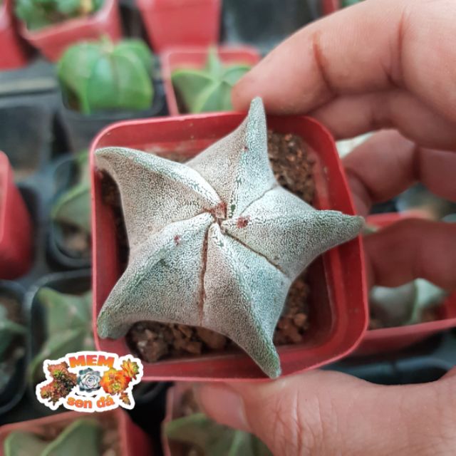 xương rồng astro trắng