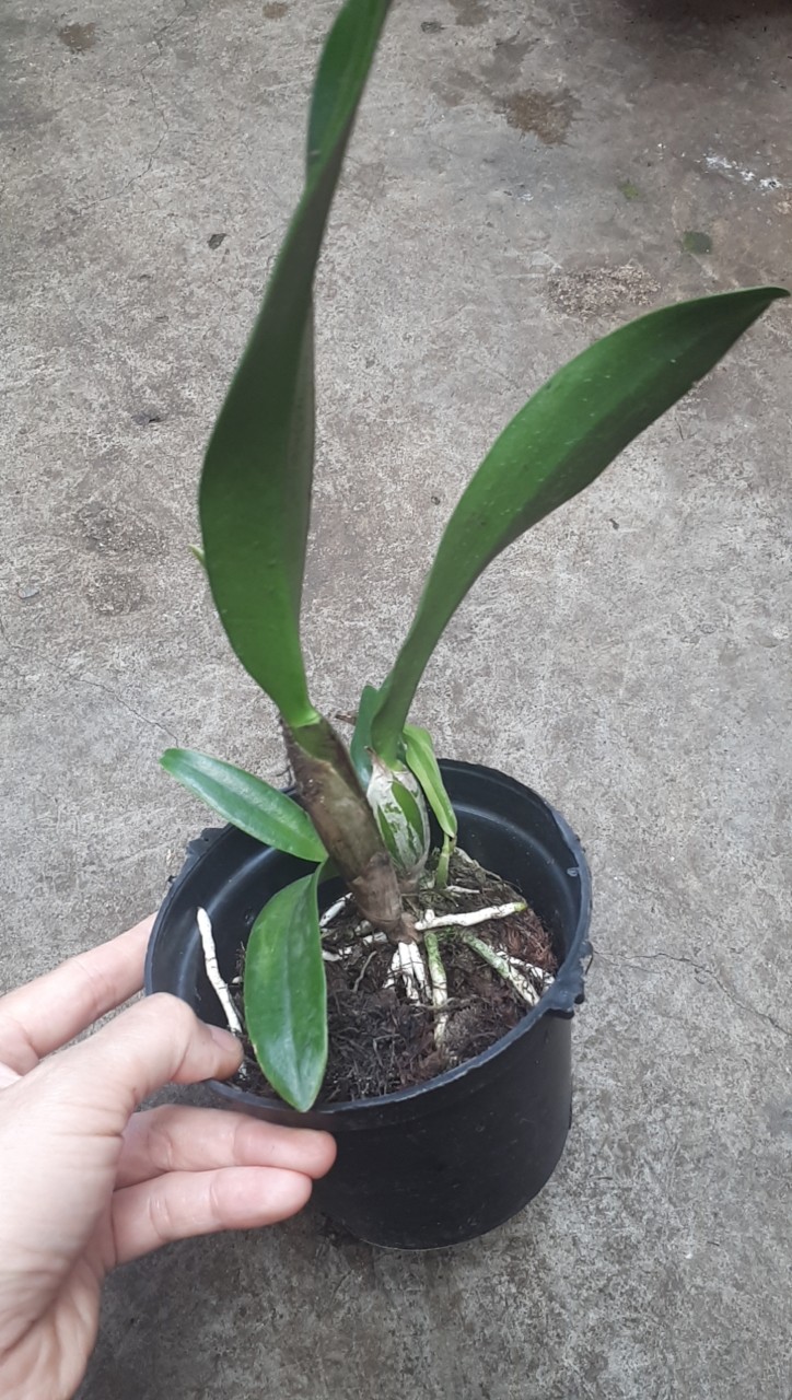 Hoa lan cattleya: NHật nhật phát