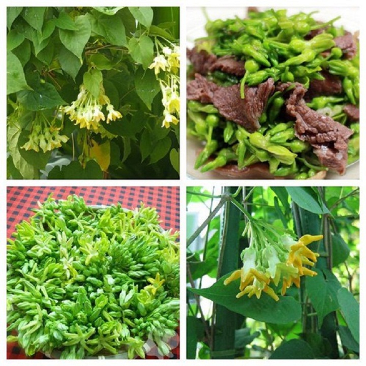 CÂY GIỐNG HOA THIÊN LÝ CAO SẢN SIÊU HOA (CÂY LEO DÀI TRỒNG 1 THÁNG THU HOẠCH)