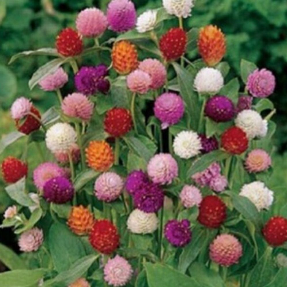 hạt giống hoa cúc bách nhật nhiều màu