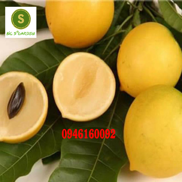 Cây Giống Vú sữa - Đủ Loại