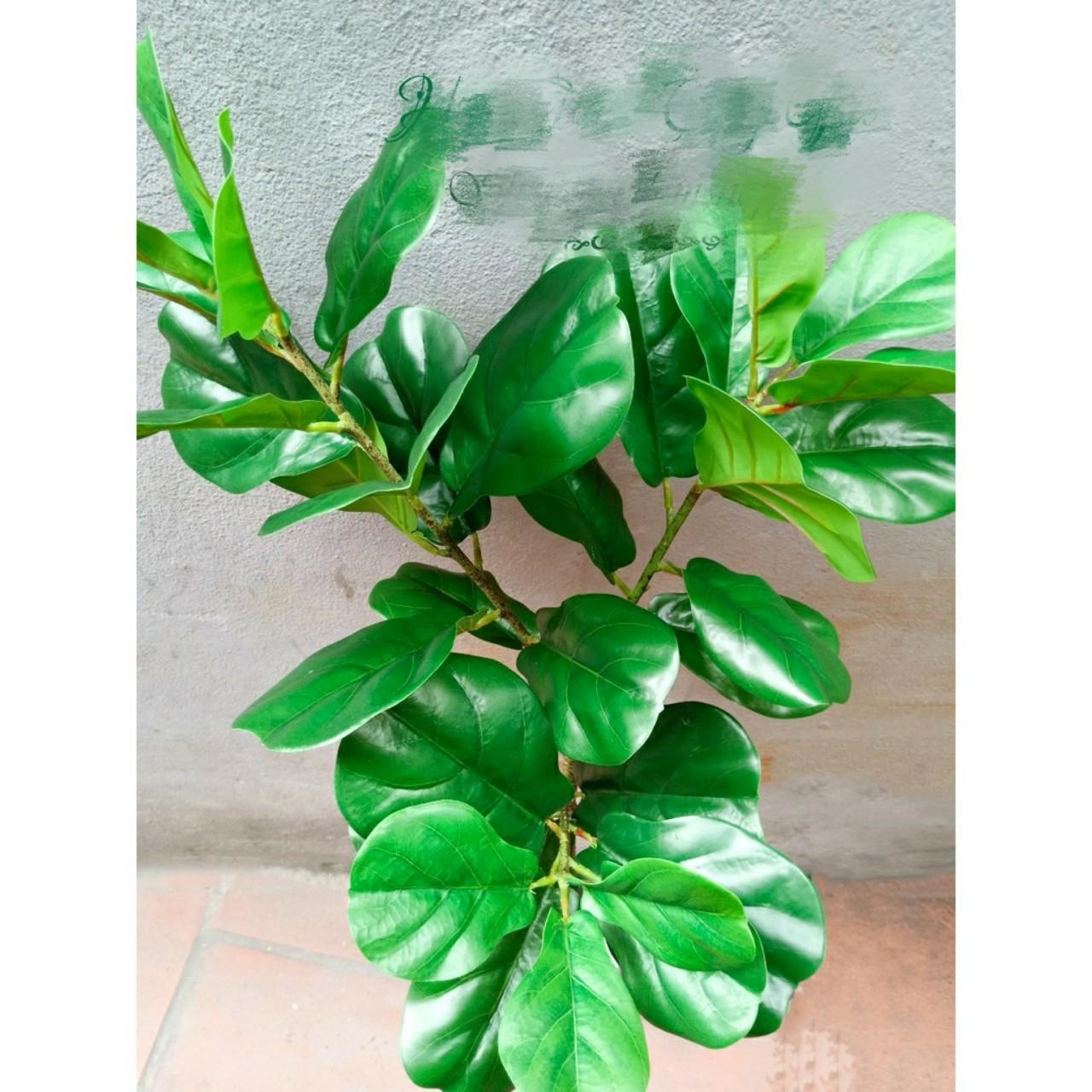 Cây giả - Cây Bàng Singapore cao 1m2