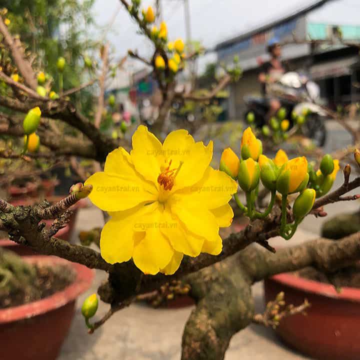 Cây Mai Huỳnh Tỉ