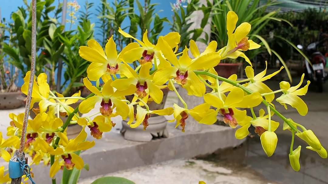 Hoa Lan Dendro Pensoda Xưa, đệ nhất hoa thơm, chậu cây trưởng thành, nhiều thân, sắp ra ngồng hoa
