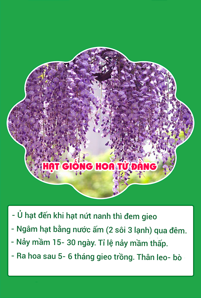 HẠT GIỐNG CÂY TỬ ĐẰNG - CHẤT LƯỢNG HẠT GIỐNG CHUẨN