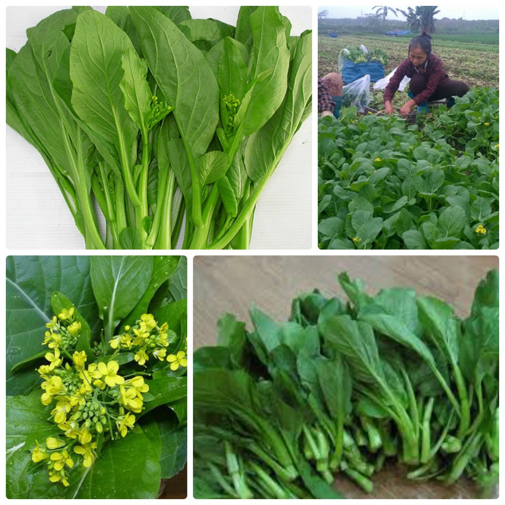 Hạt Giống Cải Ngồng Thân Mập - 20G