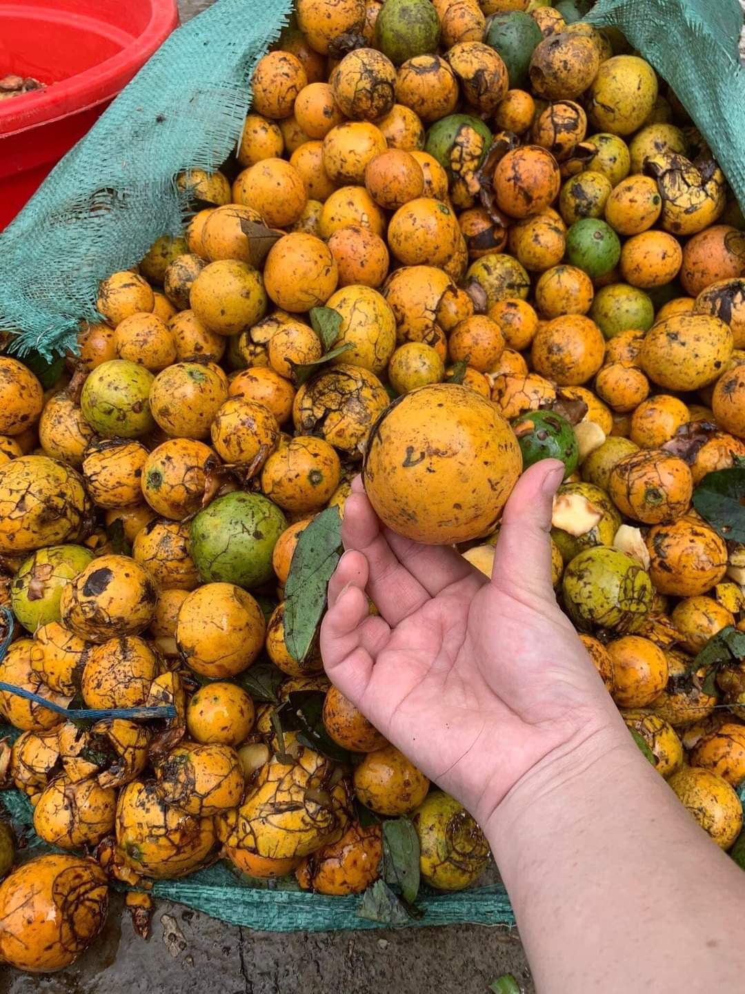 Hạt sang rừng hạt sành hạt già lõi trắng