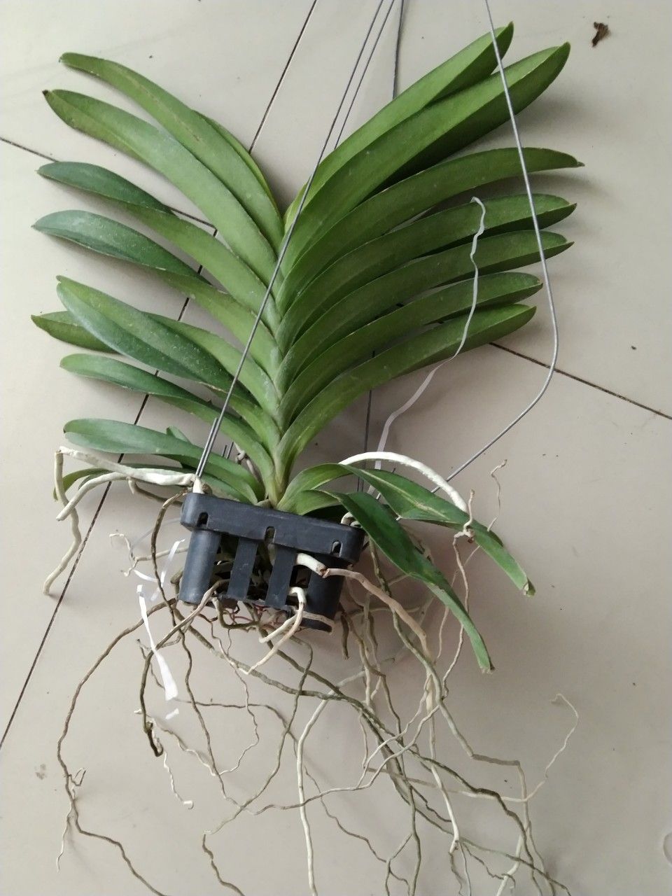 Vanda tím blue trưởng thành sắp hoa