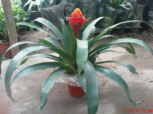 Cây lan đuốc ( dứa cảnh)