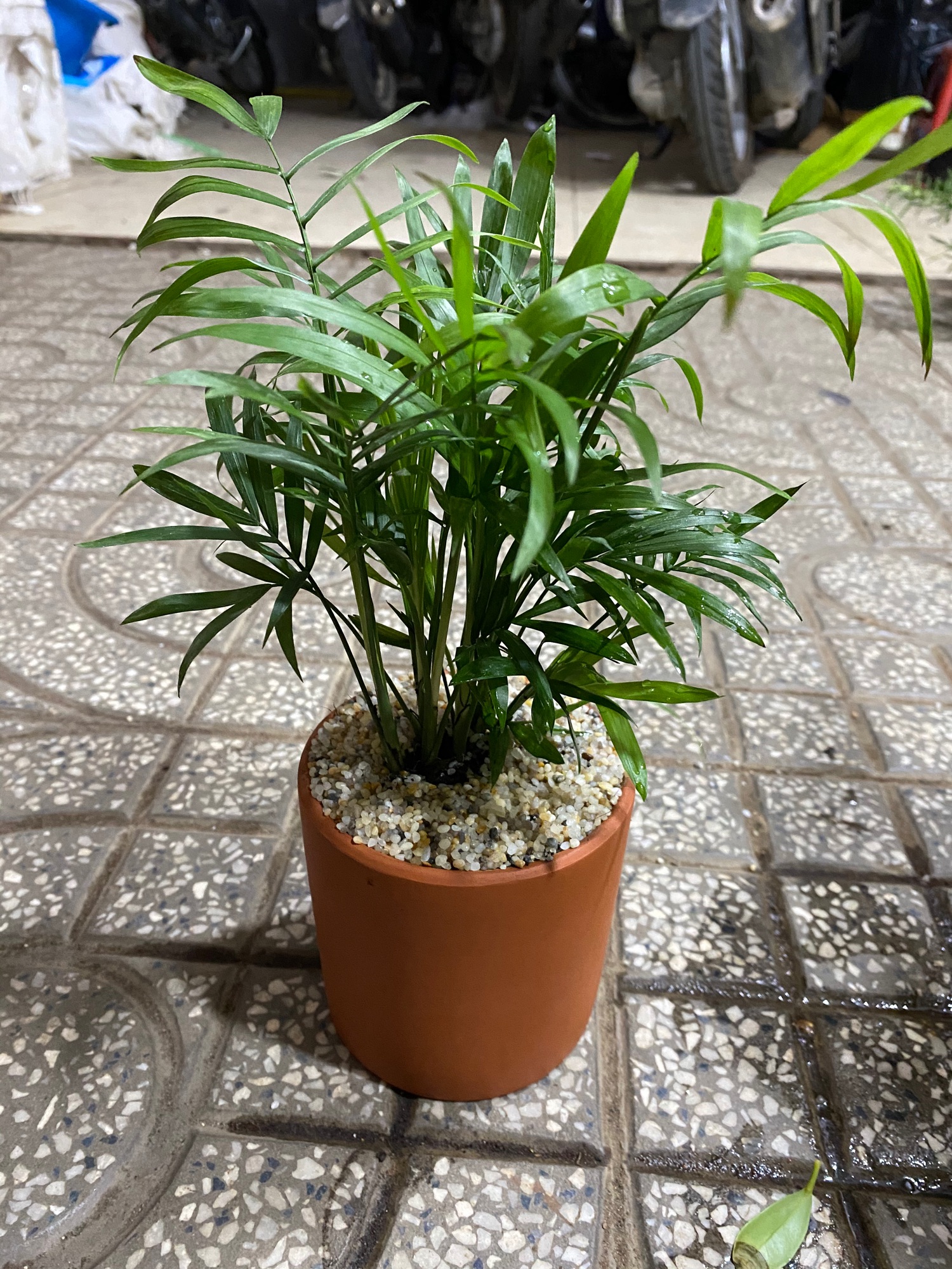 CAU TIỂU TRÂM - TẶNG CHẬU ĐỂ BÀN ĐẸP