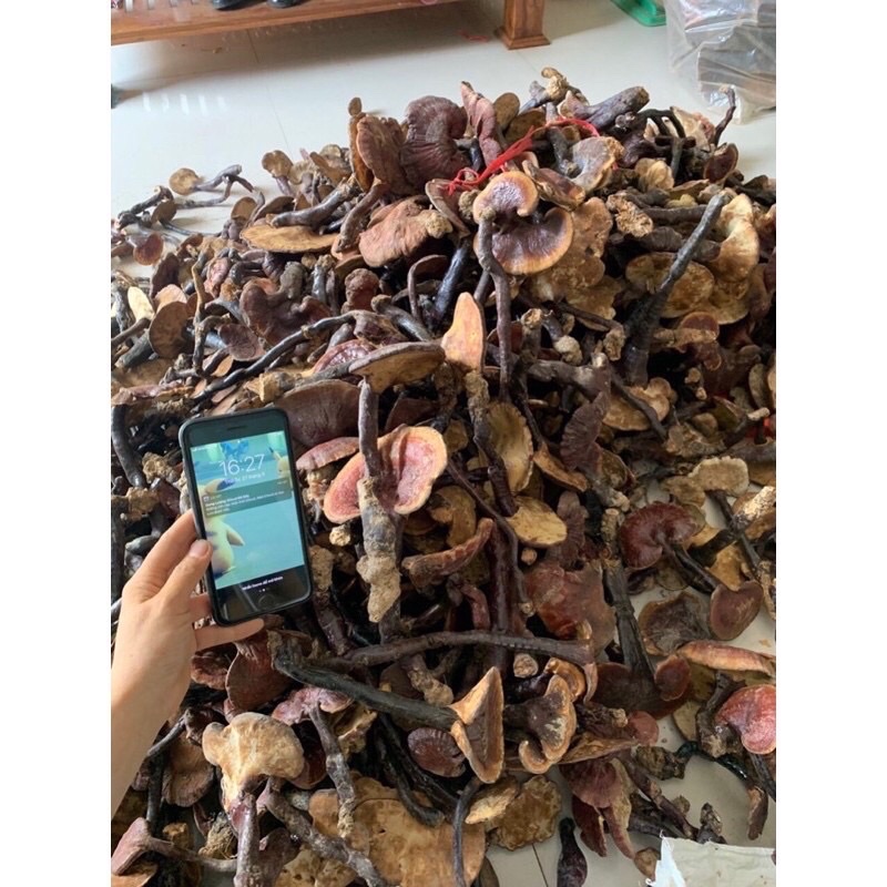 Nấm Lim xanh chuẩn rừng quảng Nam handmade