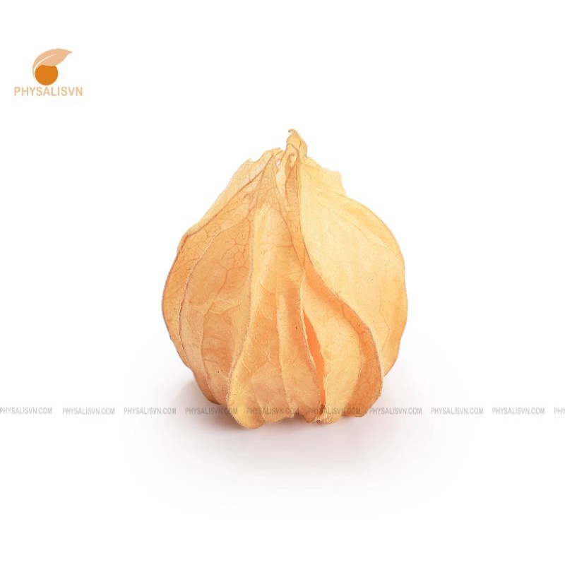 Trái Tầm Bóp-Thù Lù Nam Mỹ (Physalisvn) 1000g