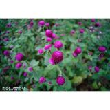 Ống kính Meike 12mm F/2.8