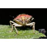 Kính lọc Raynox DCR-250 super Macro Conversion Lens  (Đen )