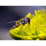 Kính lọc Raynox DCR-250 super Macro Conversion Lens  (Đen )