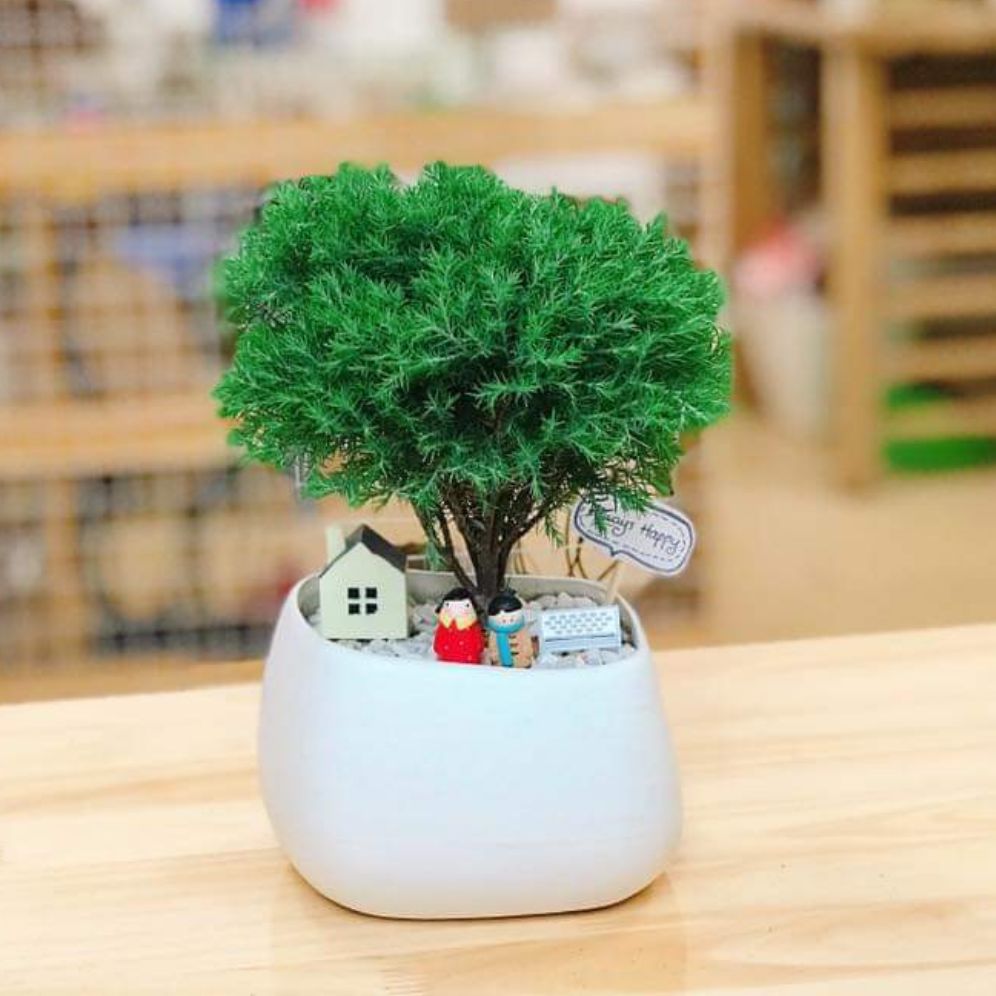 tùng bồng lai mix CHẬU