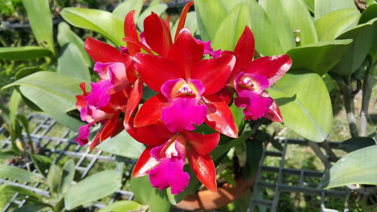 Hoa lan catt tú cầu đỏ size cây giống