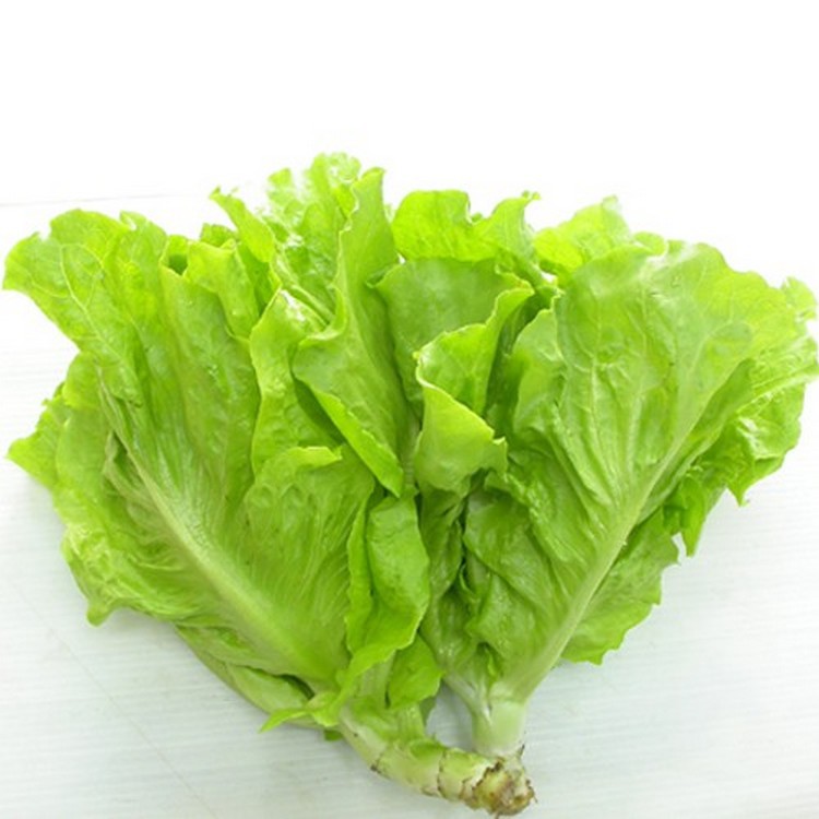 [HCM]Hạt giống xà lách