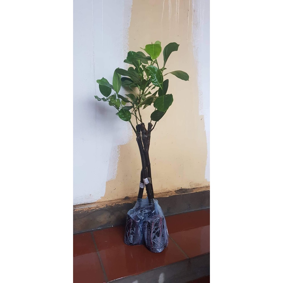 CÂY GIỐNG MÍT DAI MẬT ỐNG ( CHUẨN GIỐNG CÂY GHÉP)