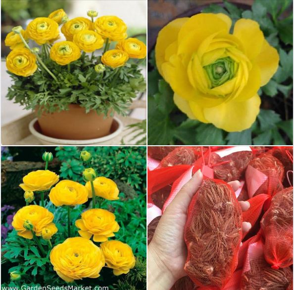 Củ hoa giống hồng mao lương màu vàng ( 1 củ )[Seeds]