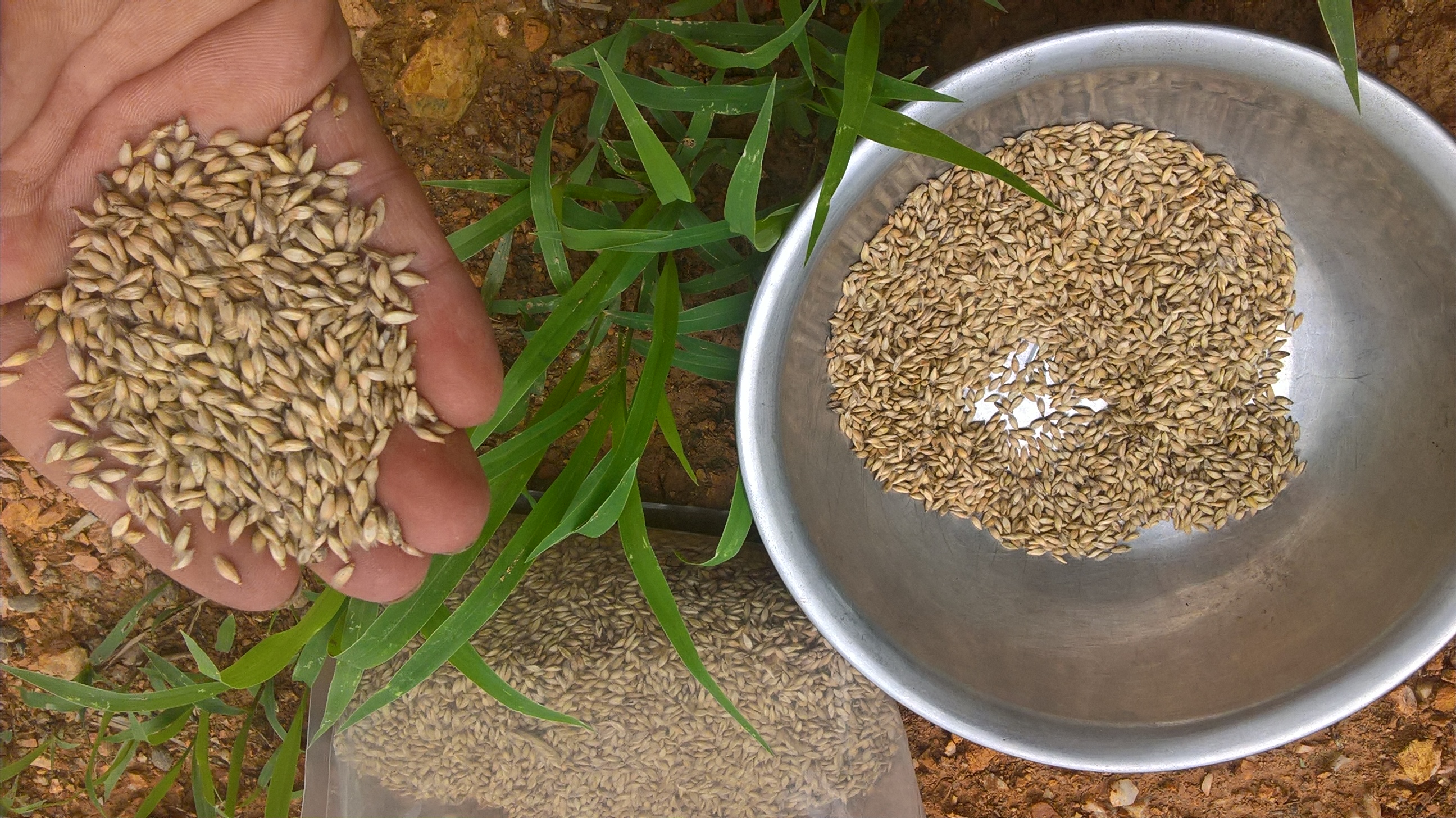 Cỏ Ruzi (Gói 100g) - Giống Cỏ Chăn Nuôi Chịu Dẫm Đạp